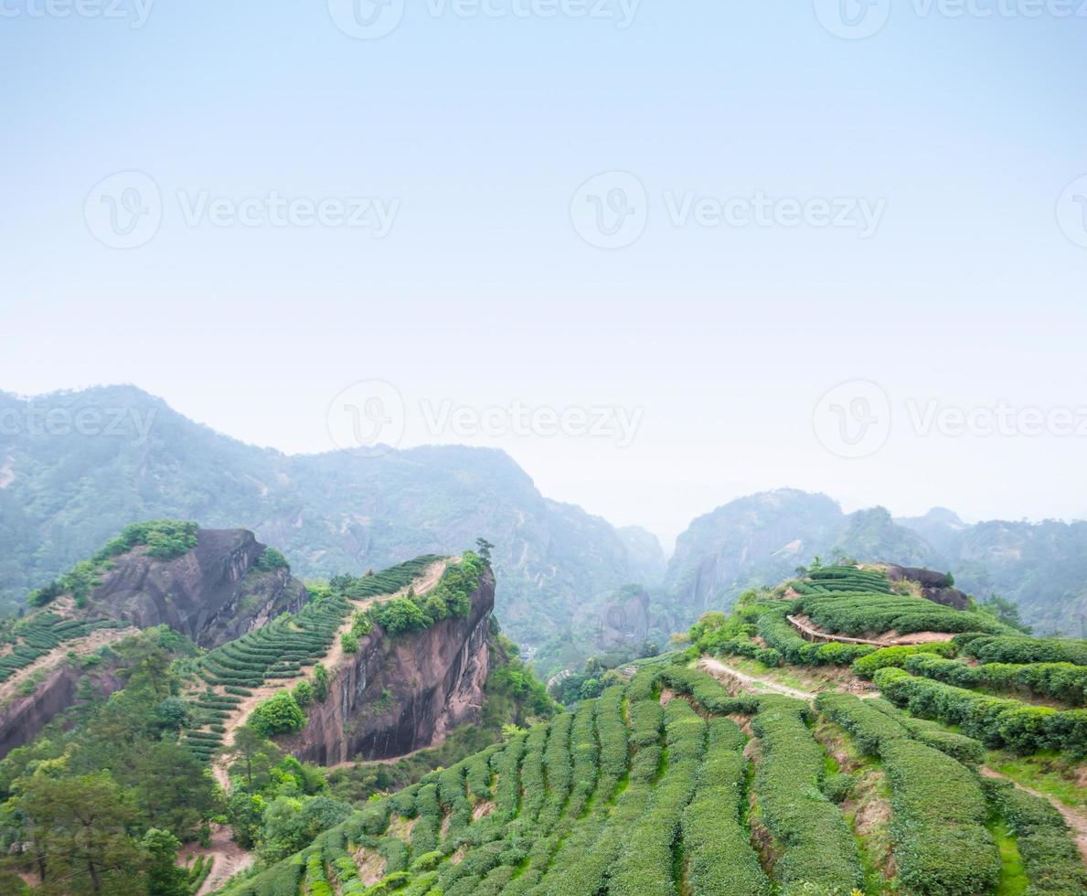 plantação de chá nas montanhas wuyi foto