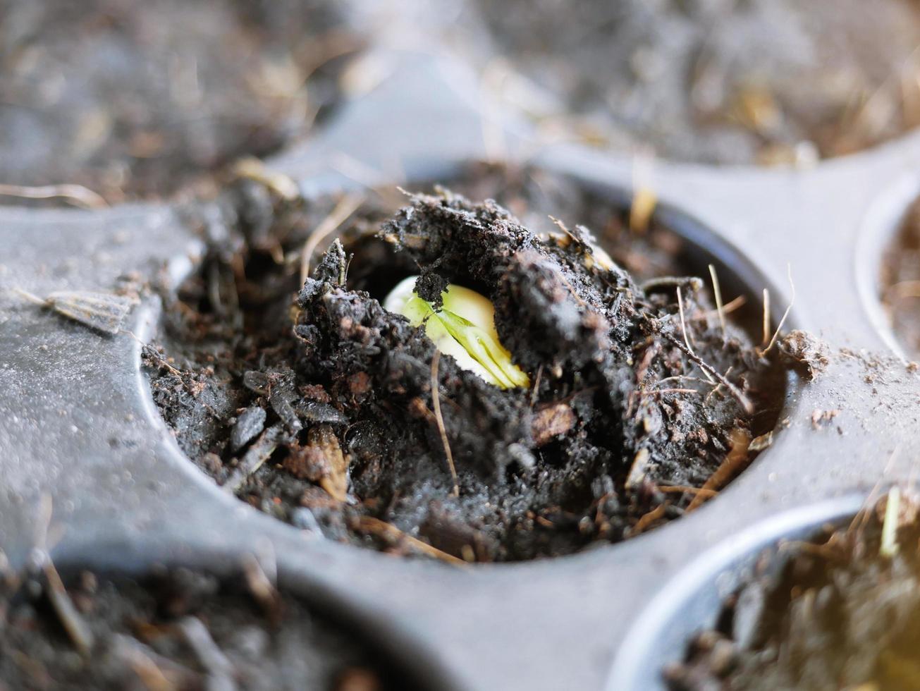 o crescimento das plantas cultivadas na bandeja da cova. foto