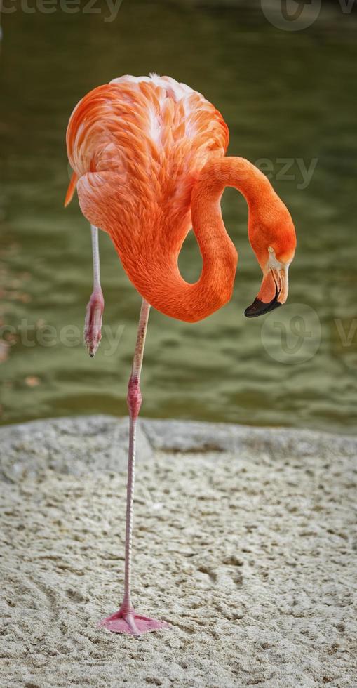 retrato de flamingo mostrando pássaro isolado em pé uma perna foto