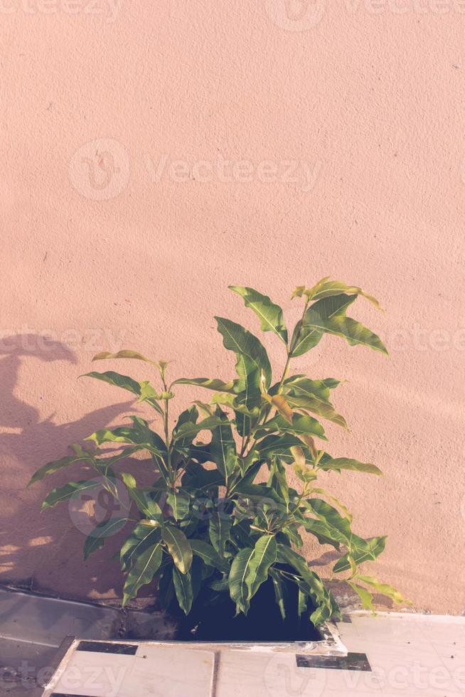 as árvores que crescem nas calhas do telhado foto