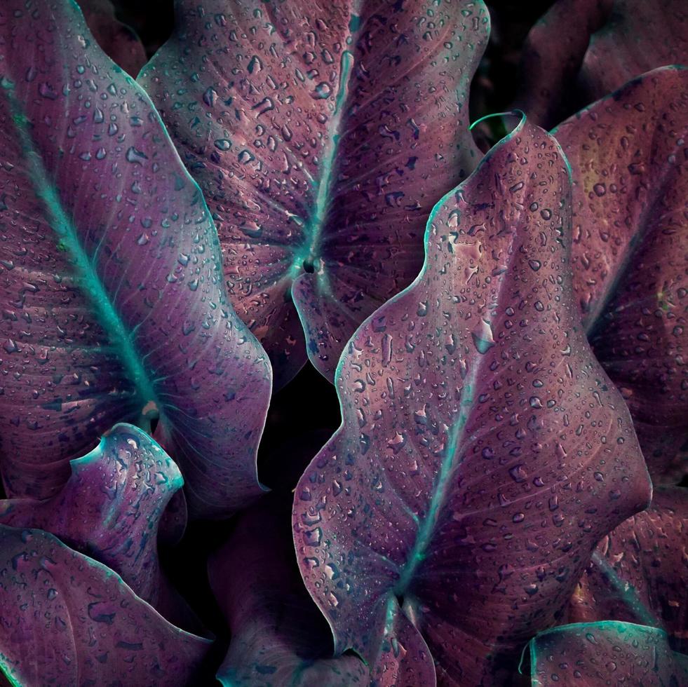 gotas nas folhas roxas da planta no jardim na primavera foto