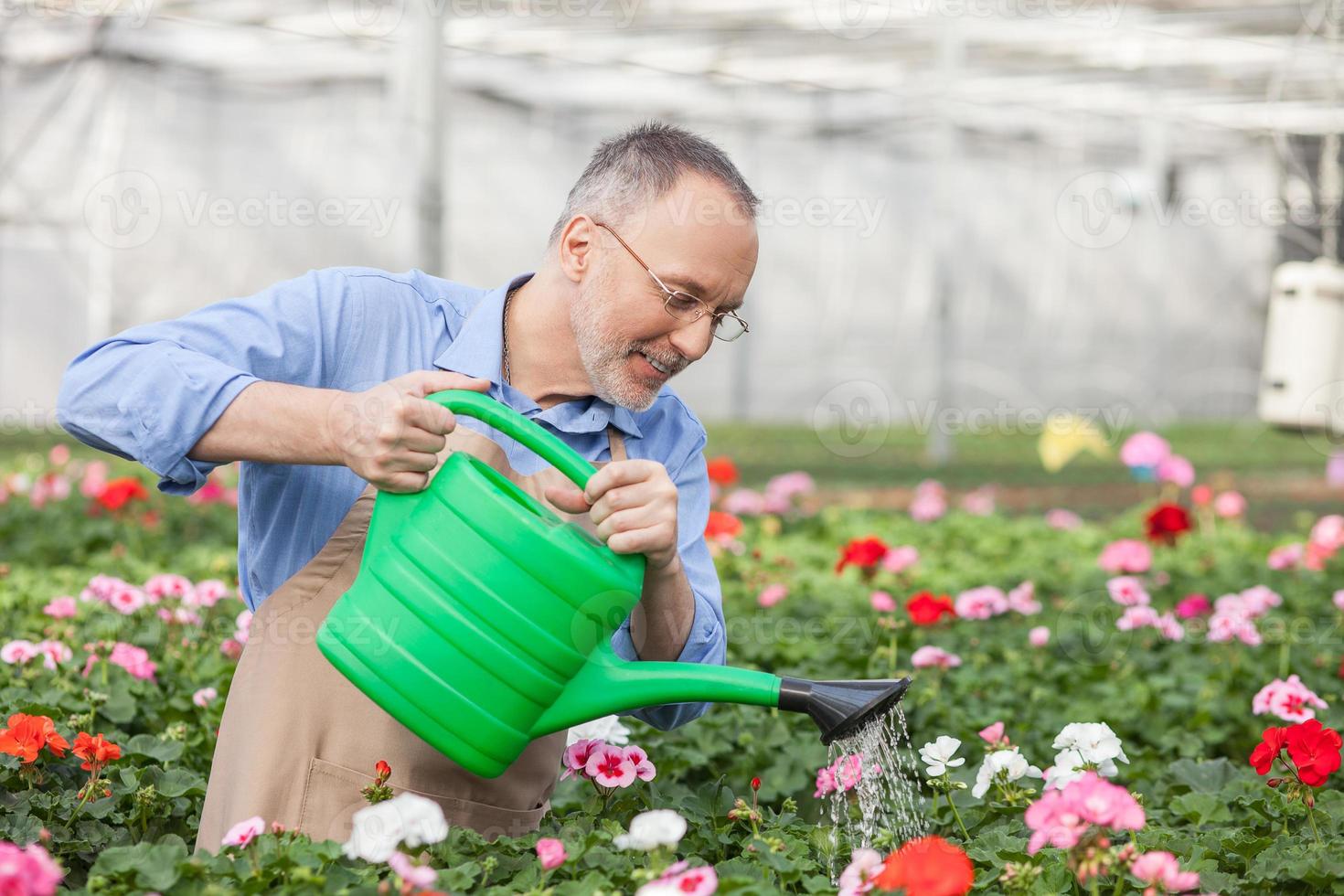 hábil jardineiro velho está regando as plantas em estufa foto