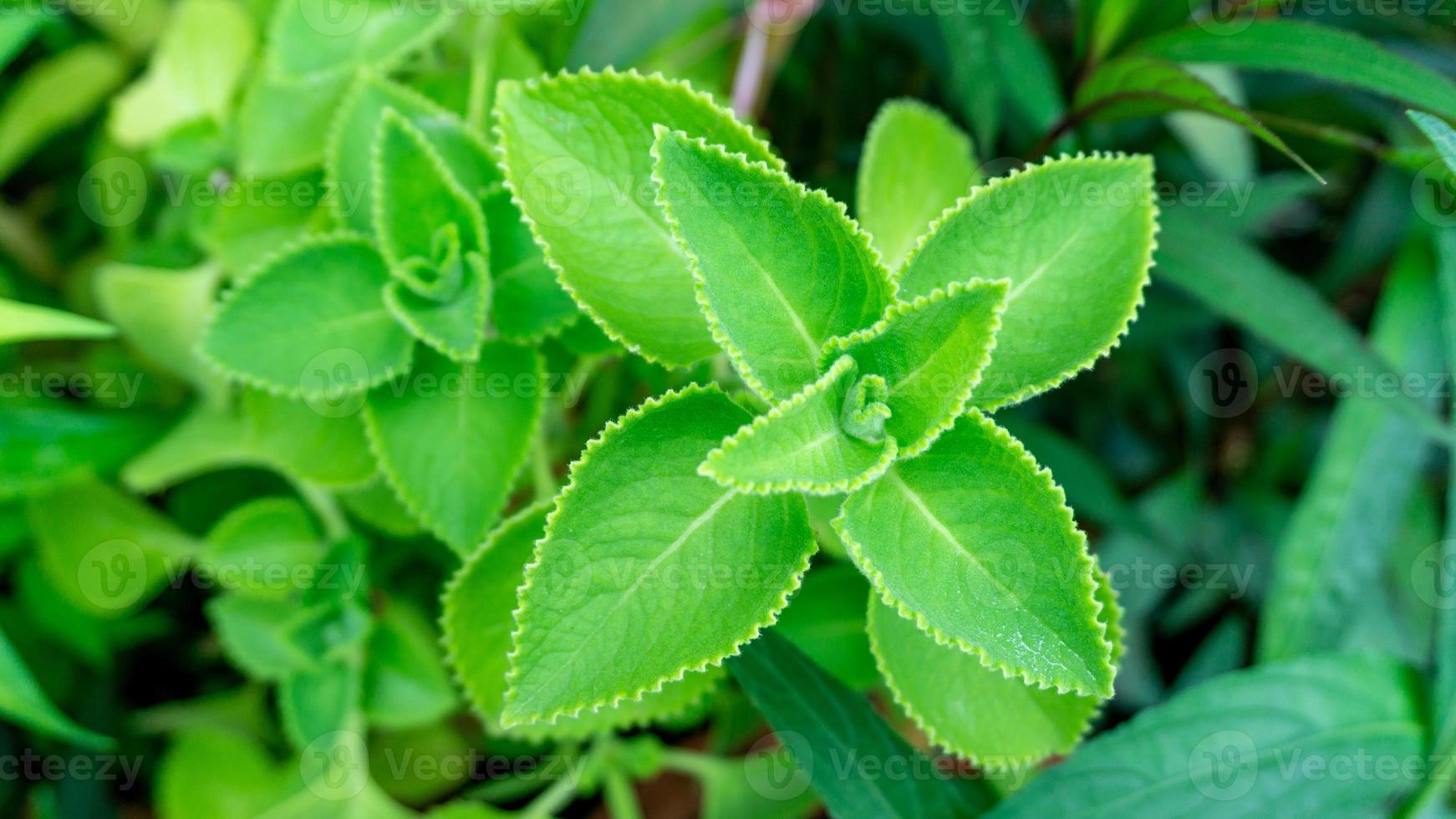 vegetais e ervas, jardineiro segurando e verificando orégano cubano ou borragem indiana, oreille ou plectranthus amboinicus plantas para cuidar de um jardim, usadas para tempero na culinária. foto