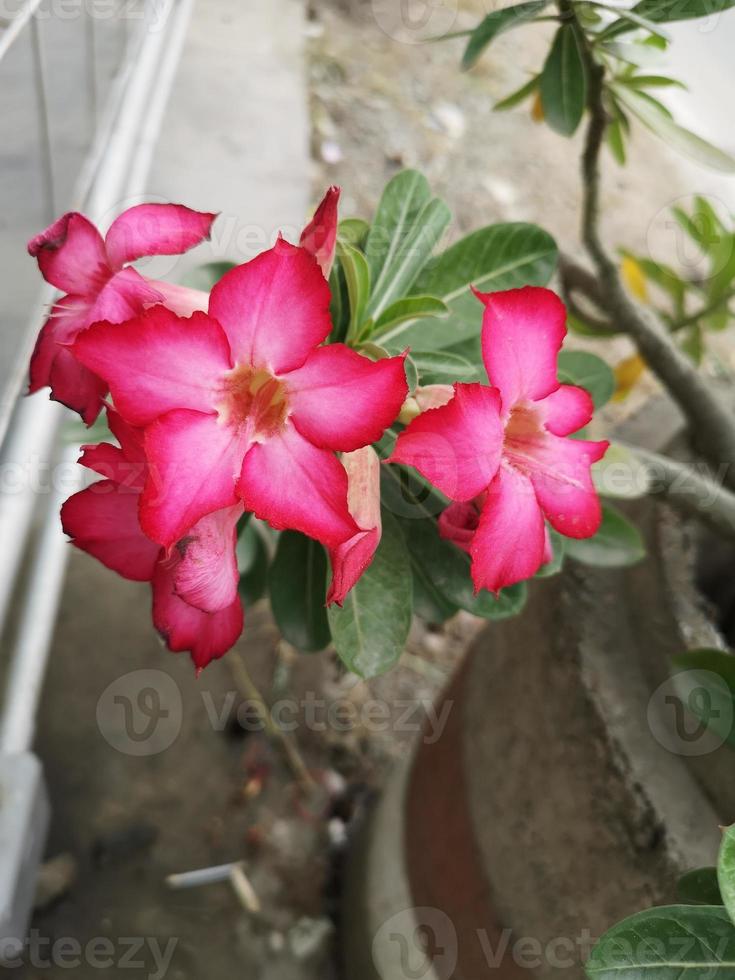 adenium ou bignonia florescendo no jardim foto