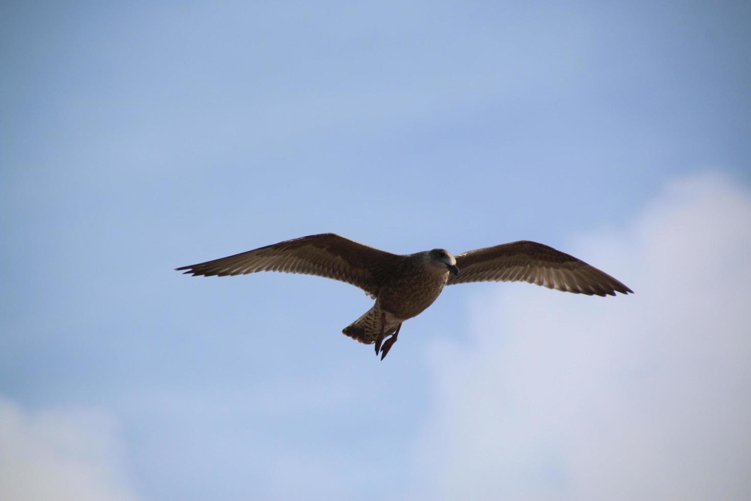 um close-up de uma gaivota de arenque em blackpool foto