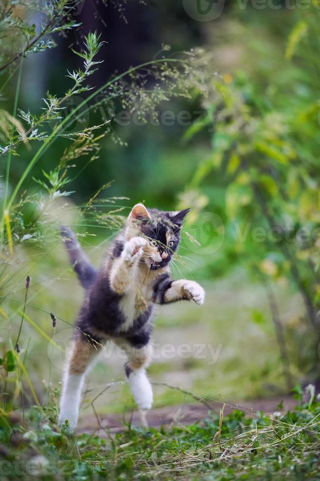 gatinho fofo no jogo de caça 835615 Foto de stock no Vecteezy