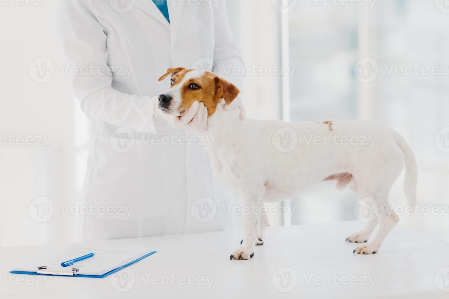 veterinário desconhecido em vestido branco e luvas examina o cão jack russell terrier no local de trabalho, anota a prescrição na prancheta, trabalha em clínica privada. animal doméstico vem na consulta médica foto
