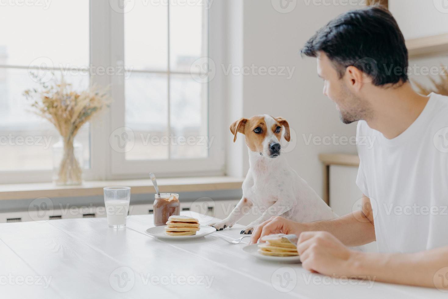 tiro horizontal de homem e cachorro comem juntos, posam na mesa da cozinha contra uma grande janela, olham um para o outro, têm um bom relacionamento, desfrutam de uma atmosfera doméstica. casa, animais, conceito de nutrição foto