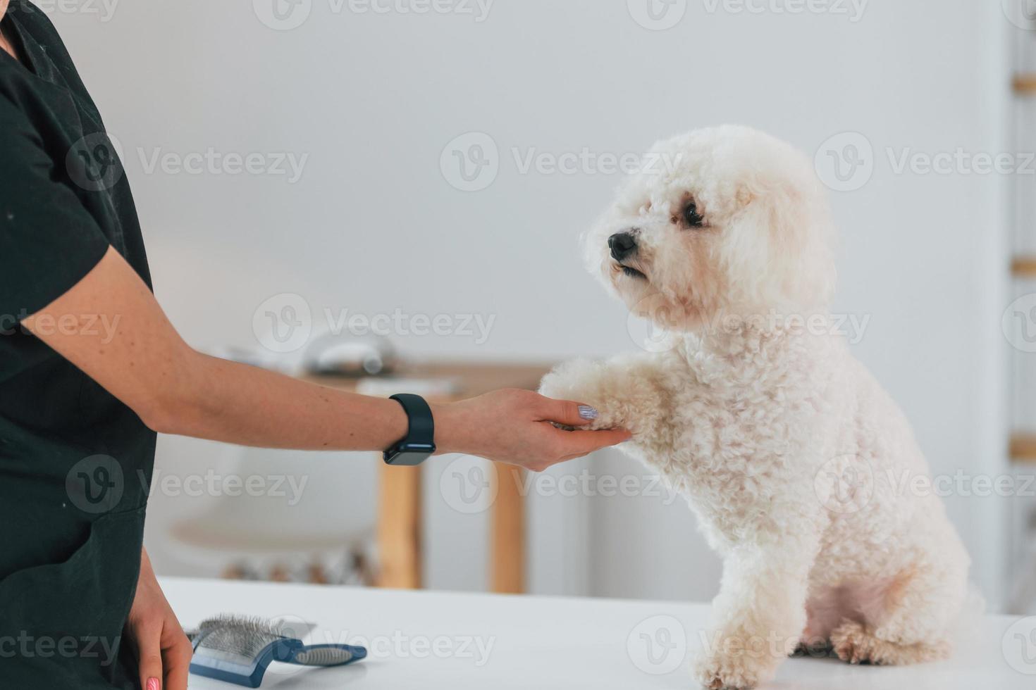 dando a pata. cachorrinho fofo está no estúdio de preparação foto