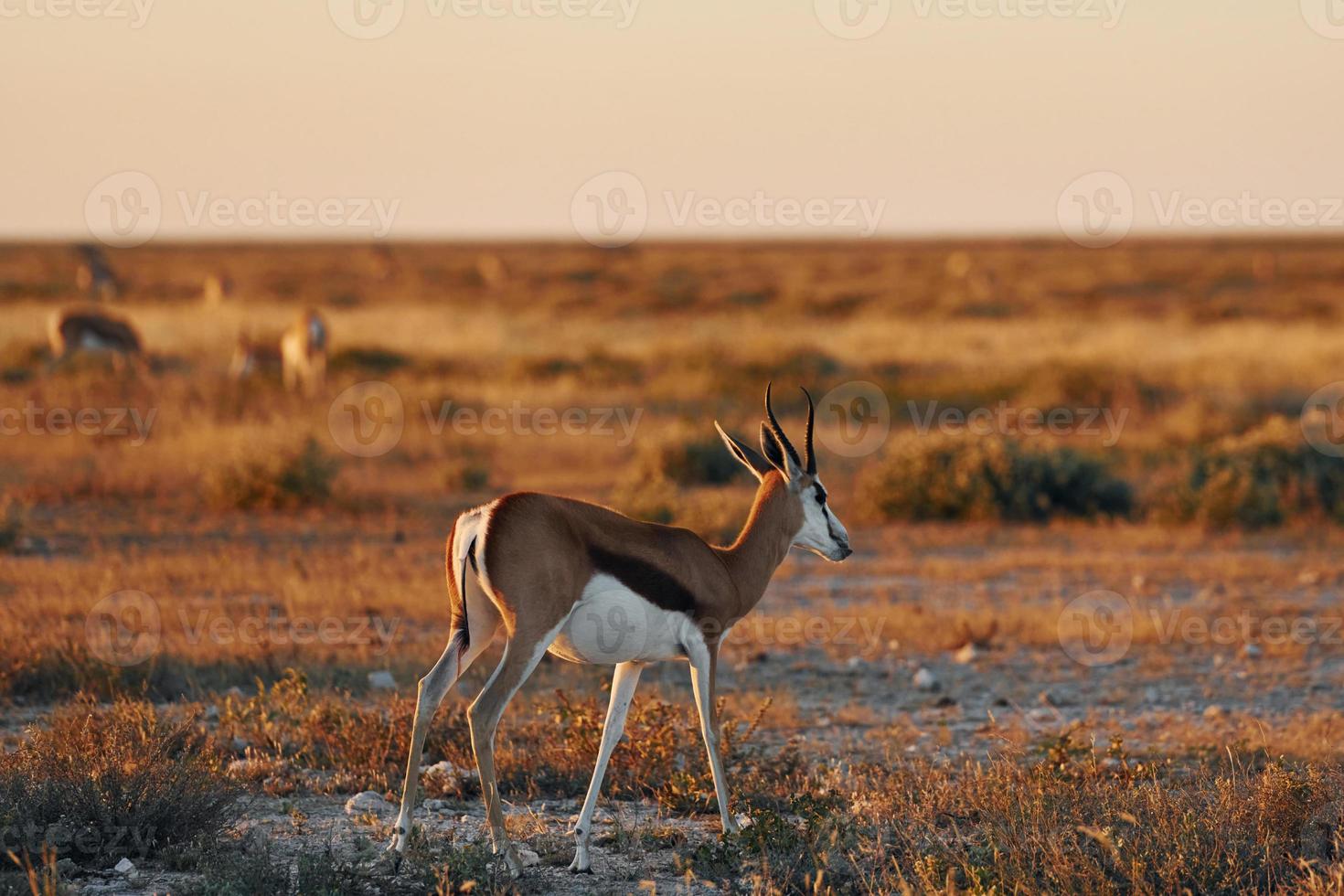 anthelope está na vida selvagem ao ar livre na áfrica foto