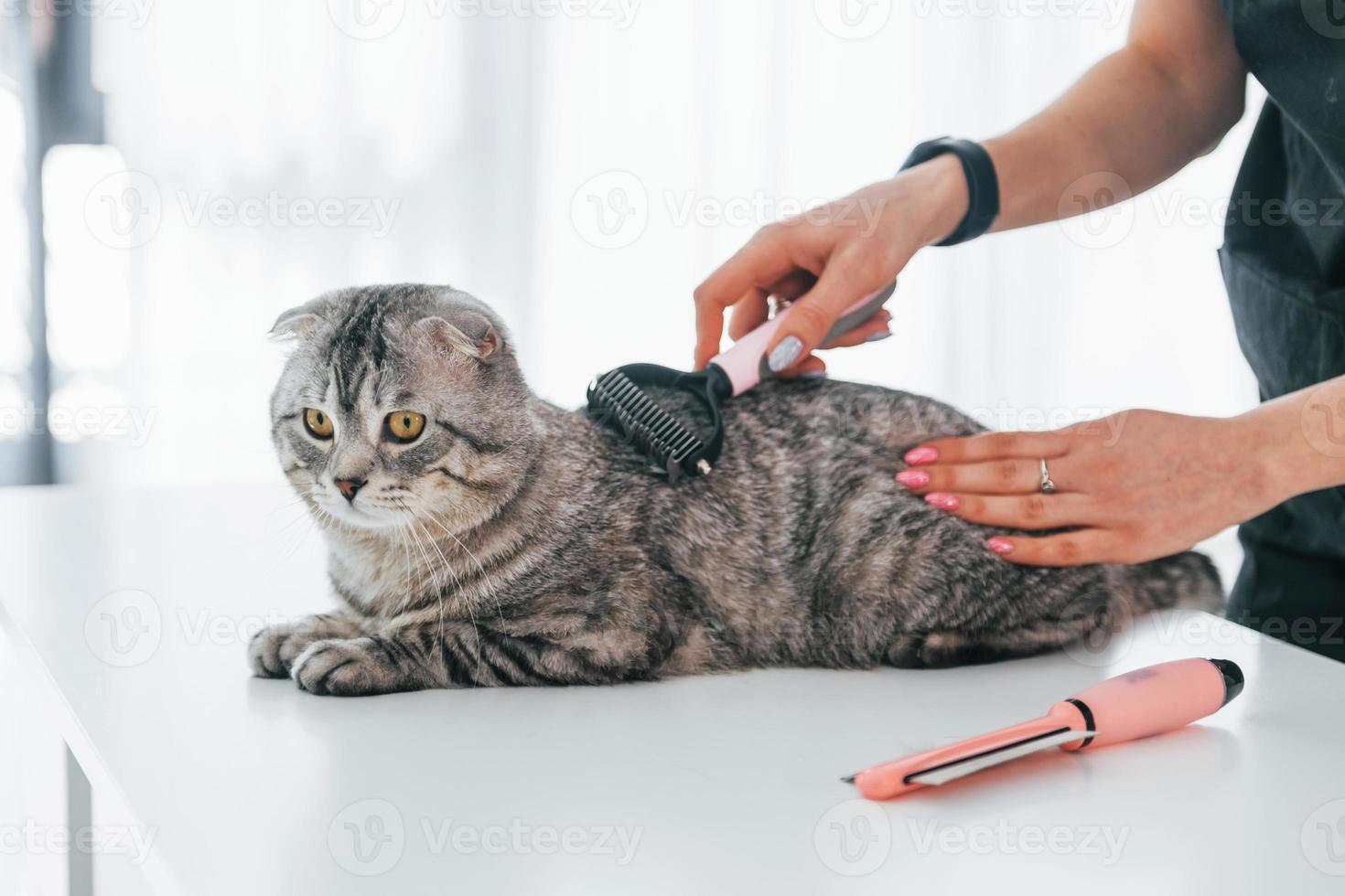 limpando o cabelo usando escova. gato scottish fold está no salão de beleza com veterinário feminino foto