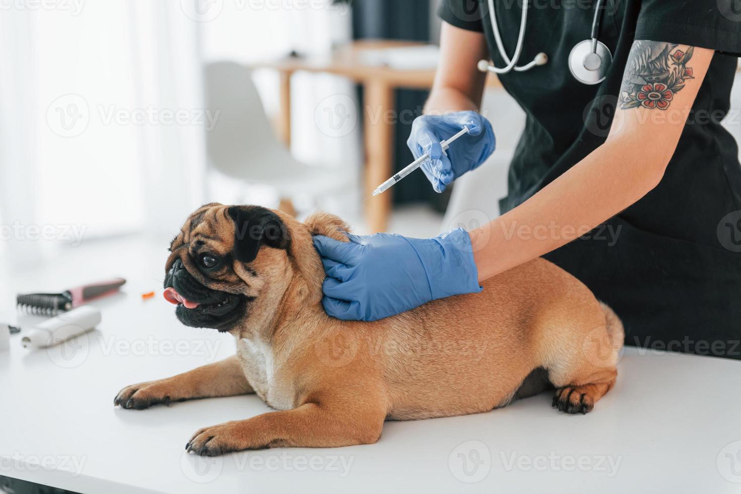 com seringa. procedimento de vacinação. pug está no salão de beleza com veterinário que está em roupas pretas foto