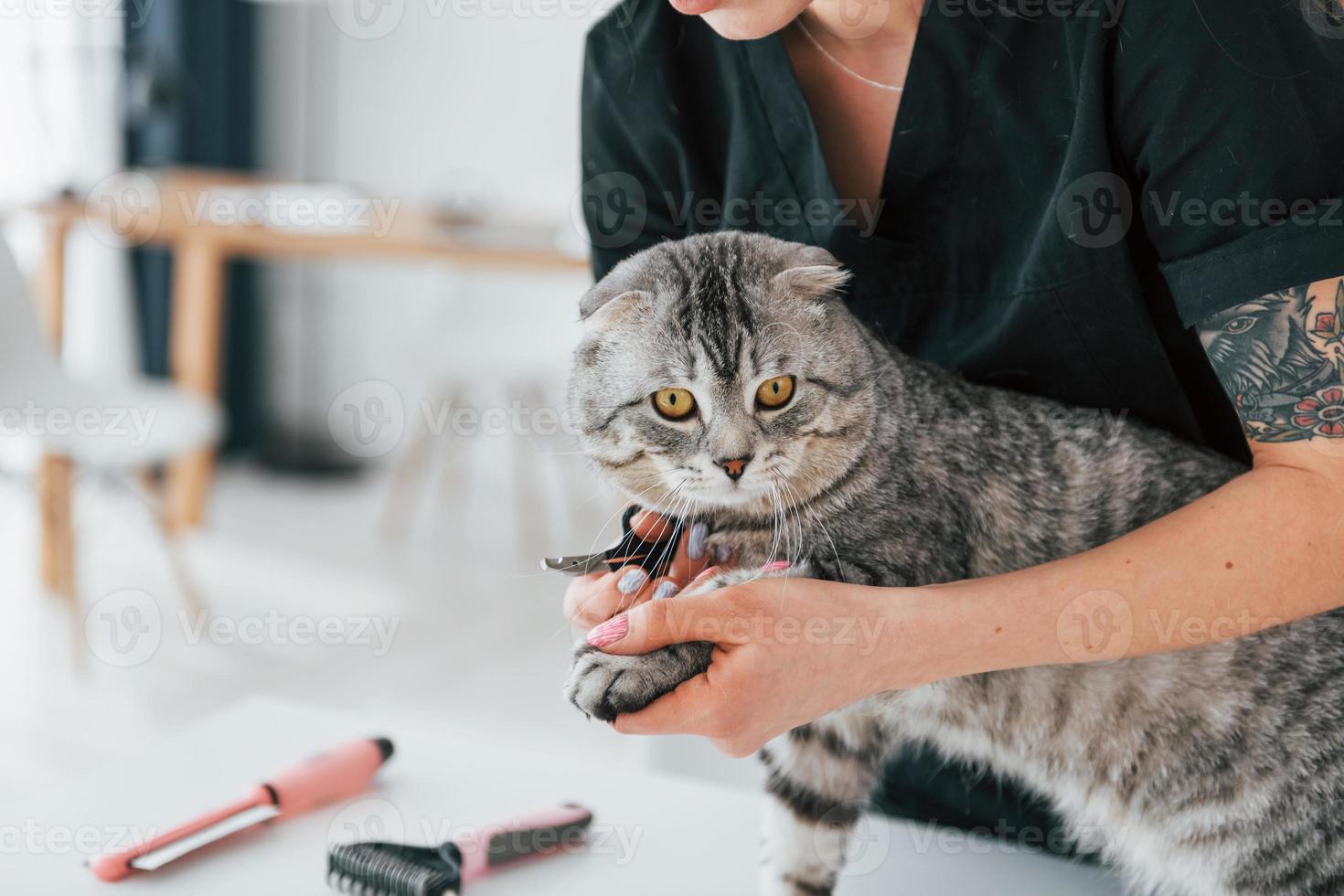 cortando as unhas. gato scottish fold está no salão de beleza com veterinário feminino foto