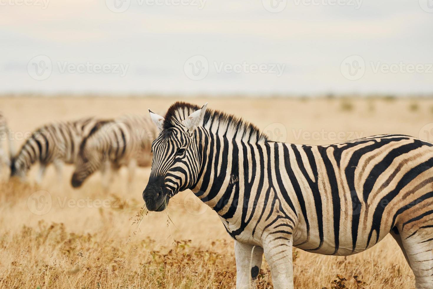 animais estão juntos. zebras na vida selvagem durante o dia foto