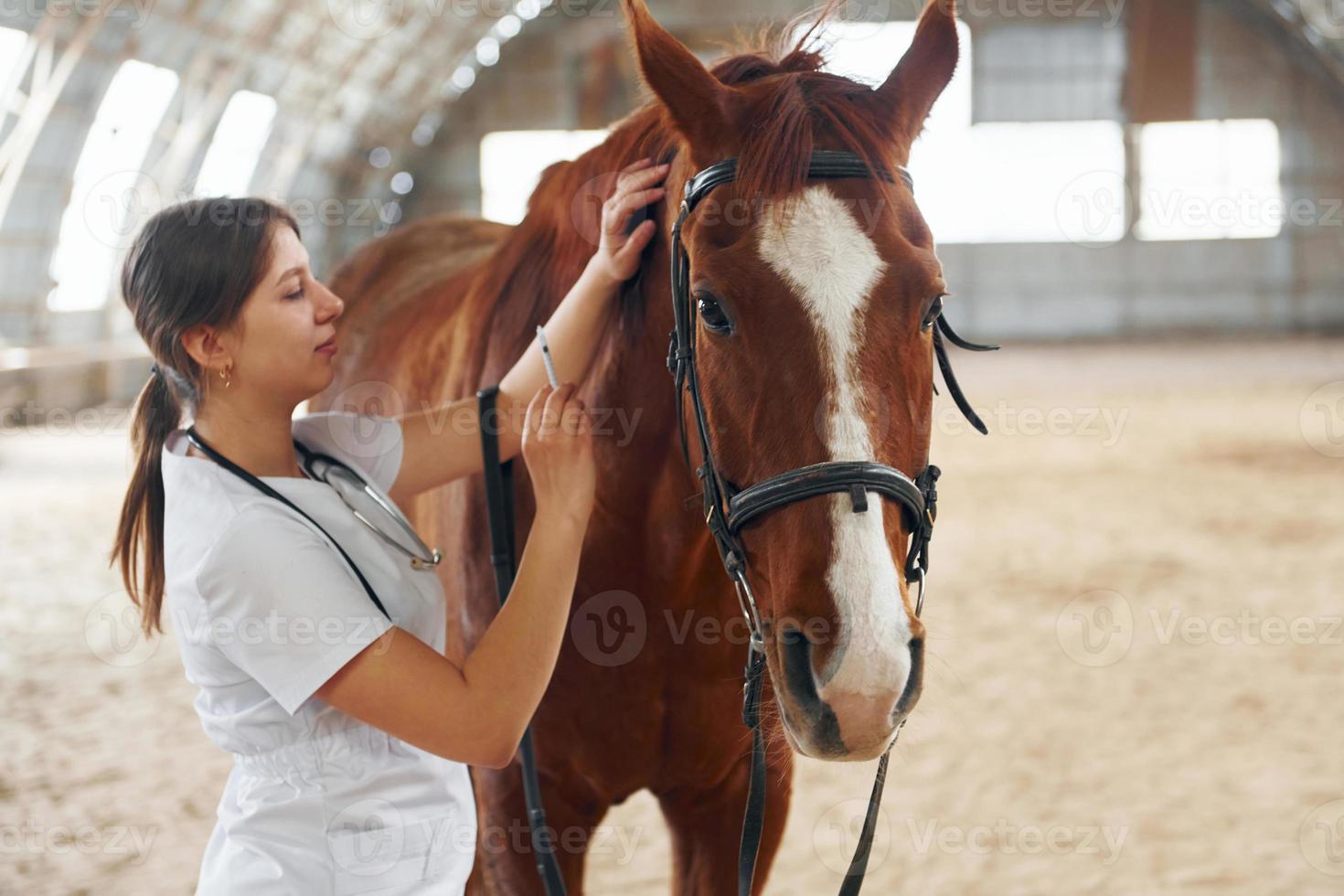 fazendo uma picada por seringa. médica de jaleco branco está com cavalo em um estábulo foto