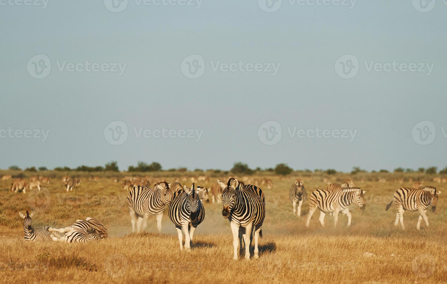 zebras na vida selvagem durante o dia foto