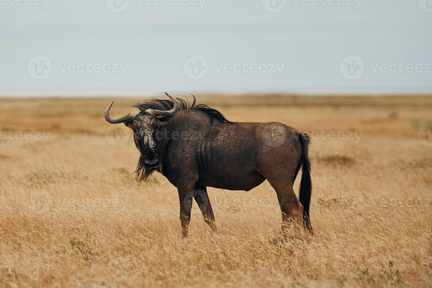 búfalo está na vida selvagem durante o dia foto