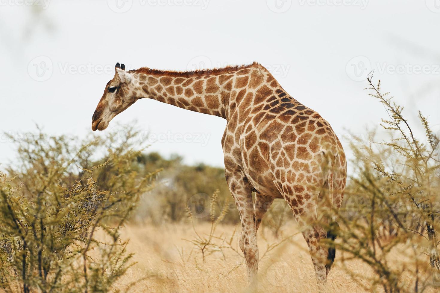 girafa está ao ar livre na vida selvagem na áfrica foto