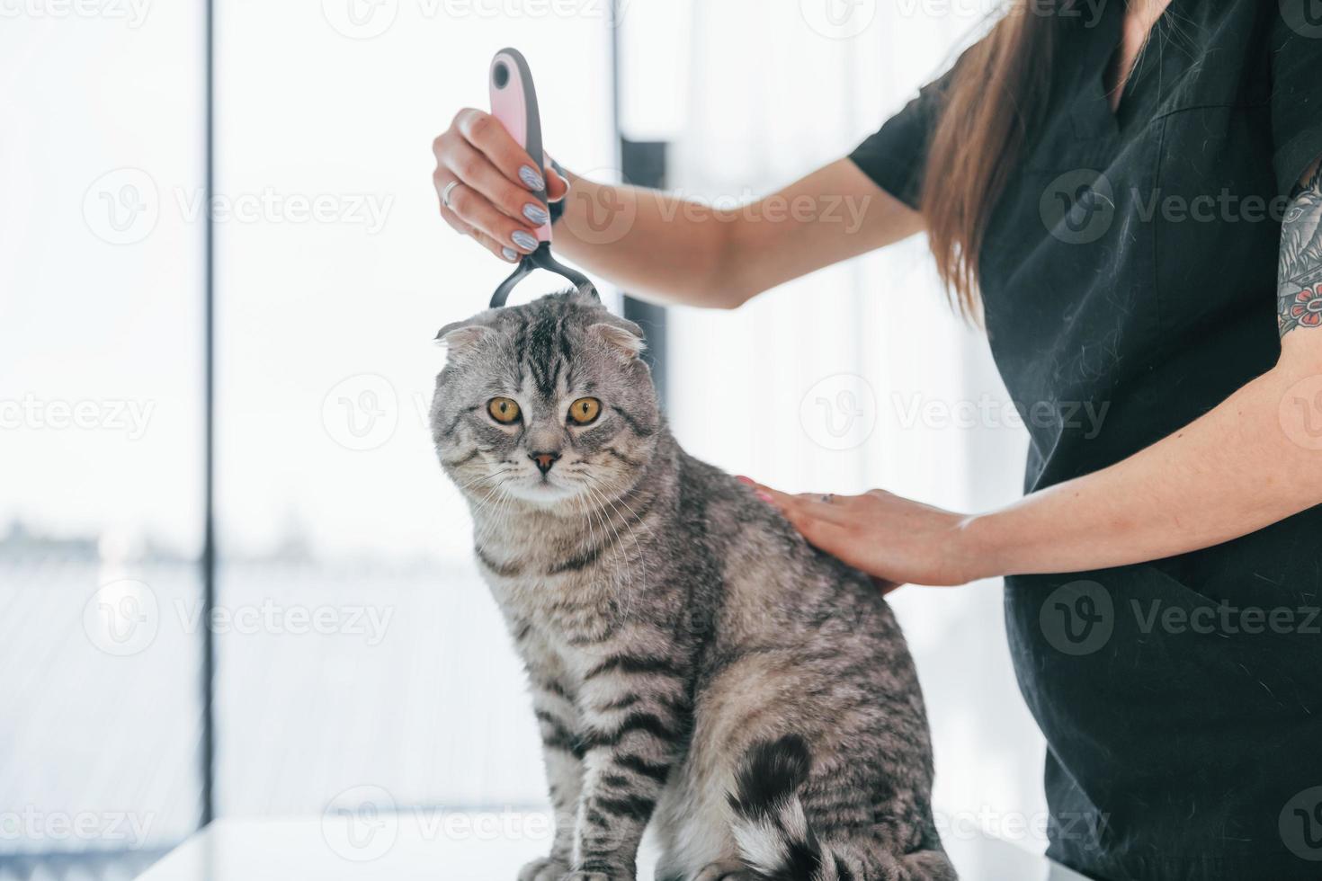cuidado capilar. gato scottish fold está no salão de beleza com veterinário feminino foto
