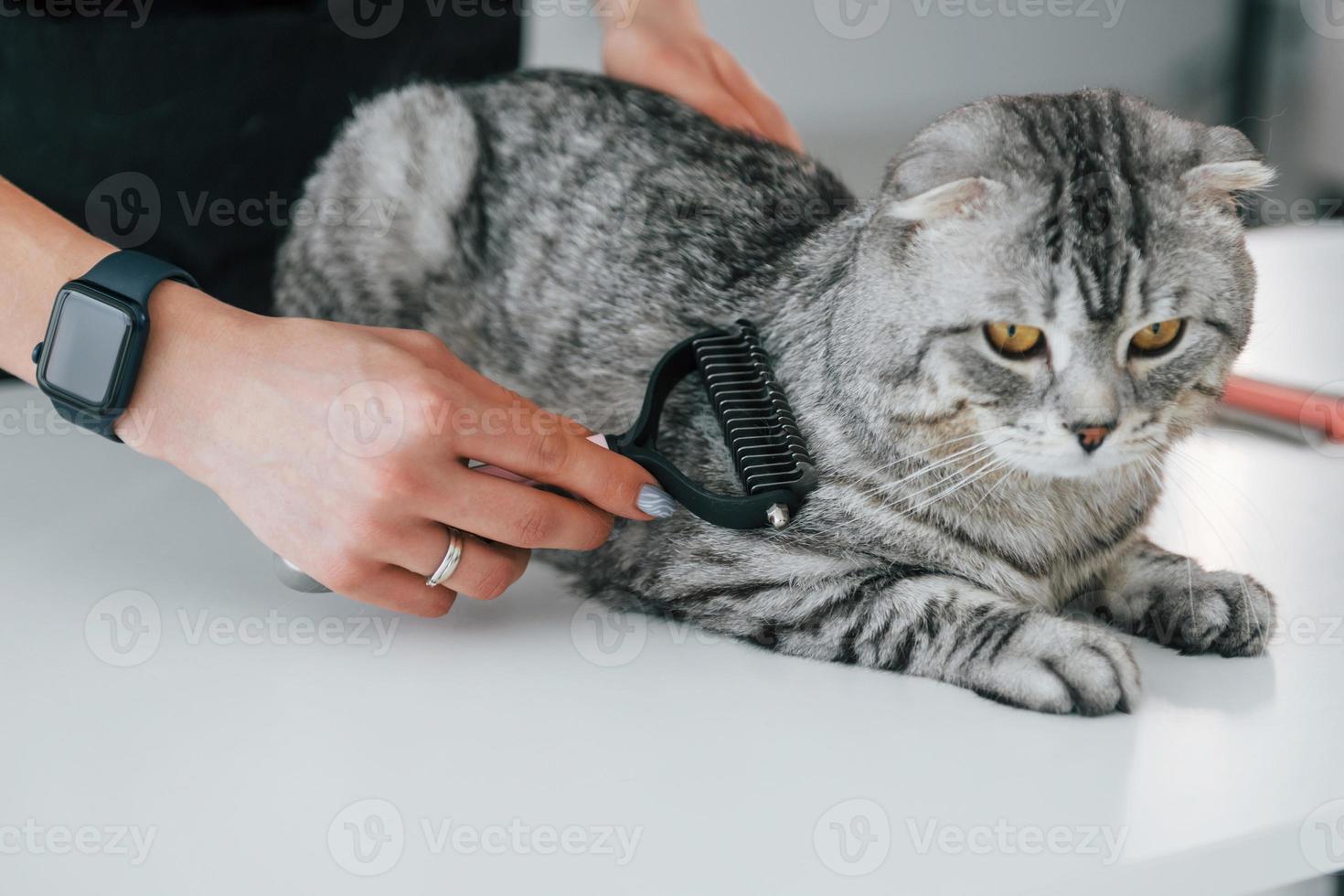 usando escova especial para limpar o cabelo. gato scottish fold está no salão de beleza com veterinário feminino foto