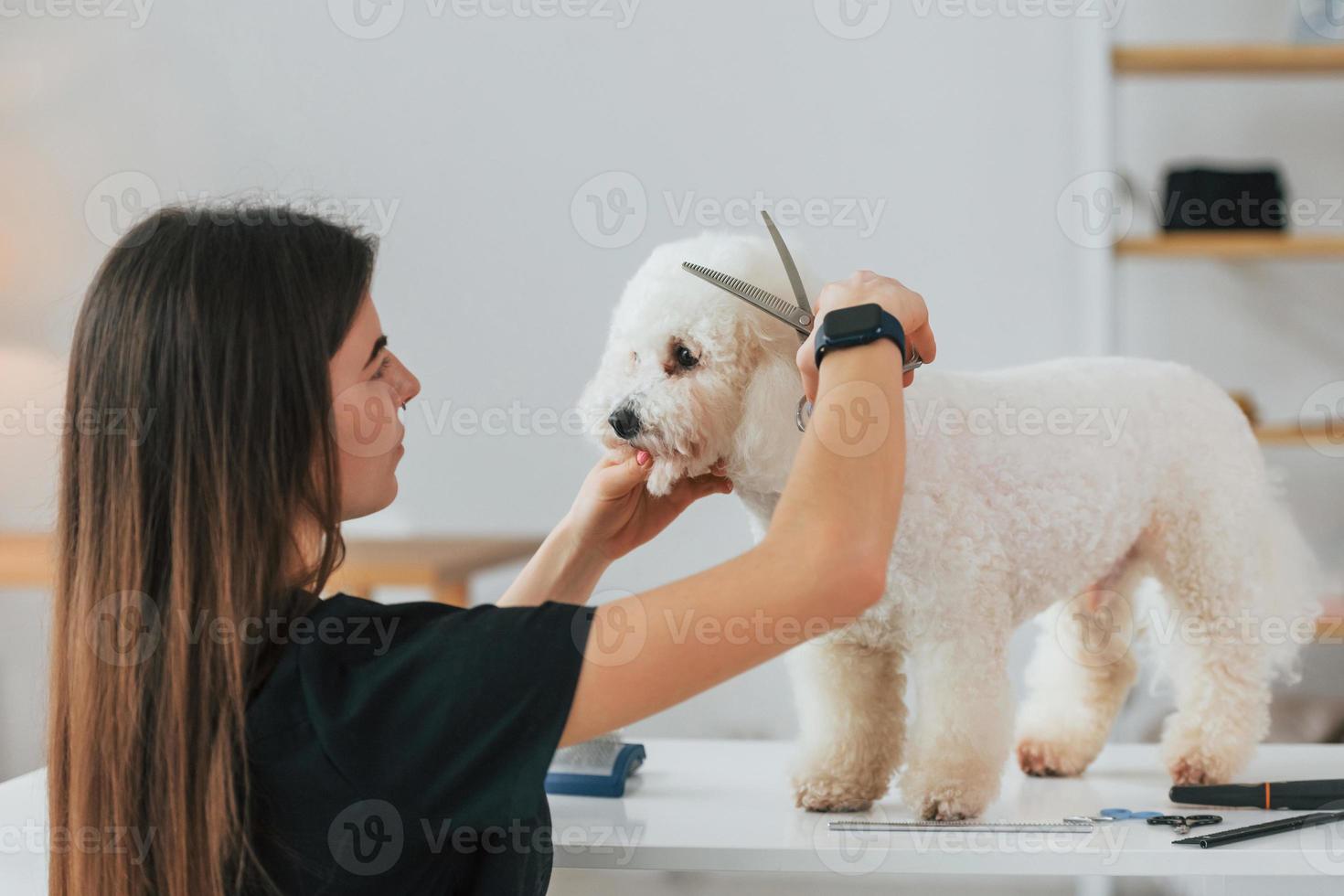 mulher usando uma tesoura. cachorrinho fofo está no estúdio de preparação foto