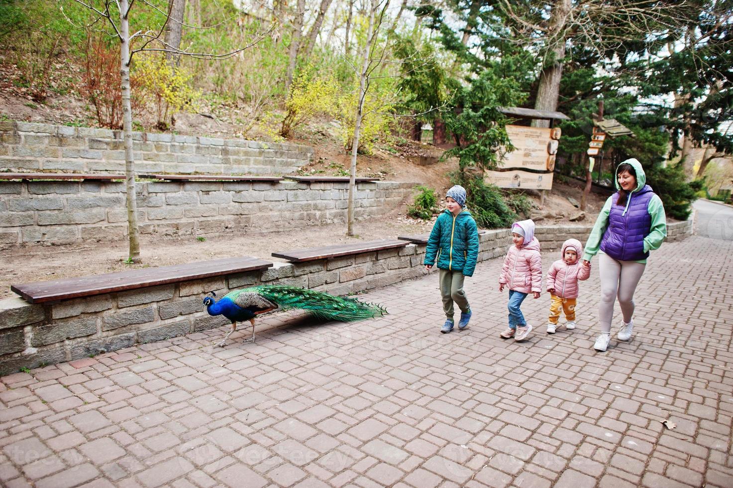 mãe com filhos andando de pavão no zoológico. foto