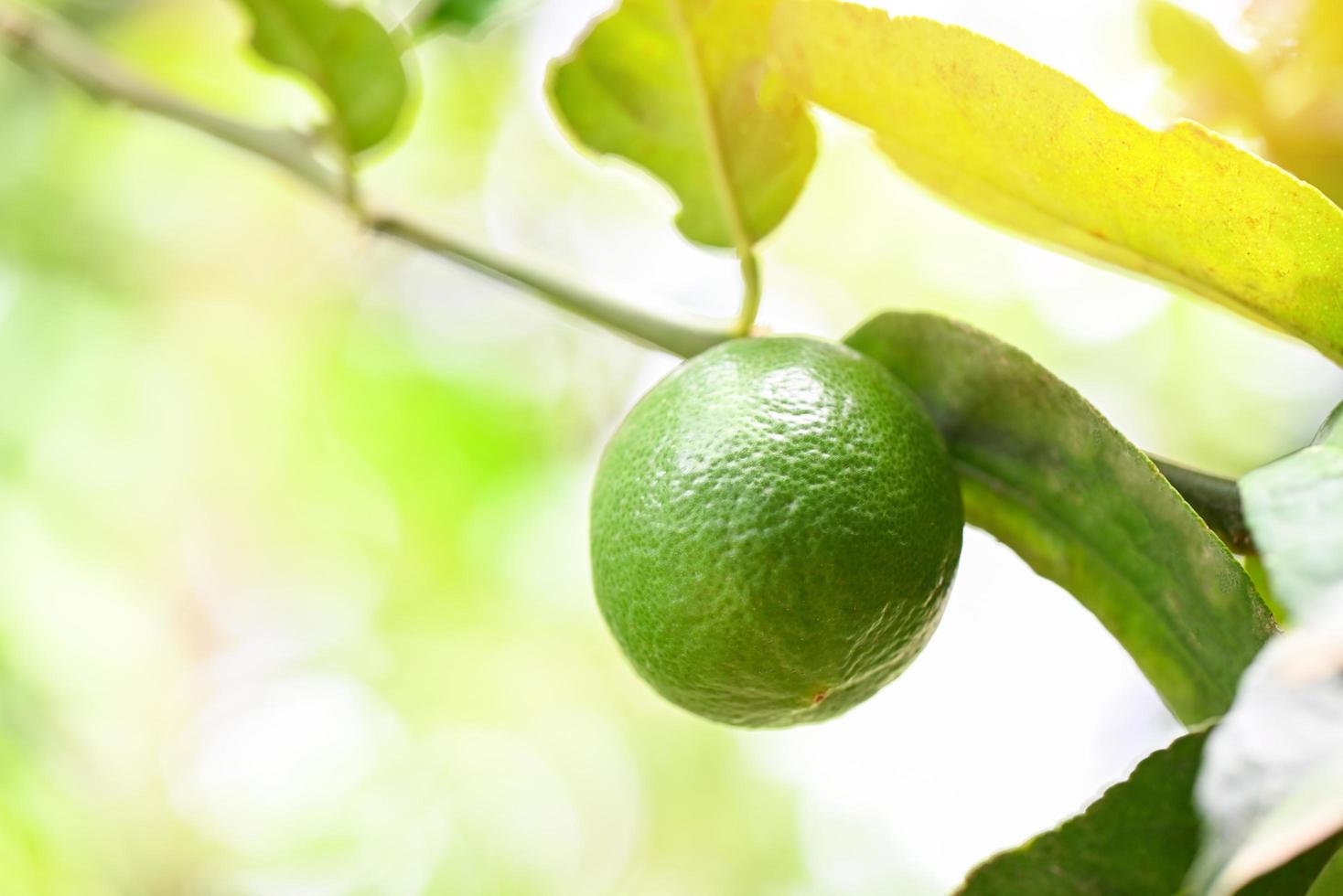 limas verdes em uma árvore, frutas cítricas de limão fresco, alta vitamina c na fazenda de jardim agrícola com fundo verde natureza borrão no verão foto