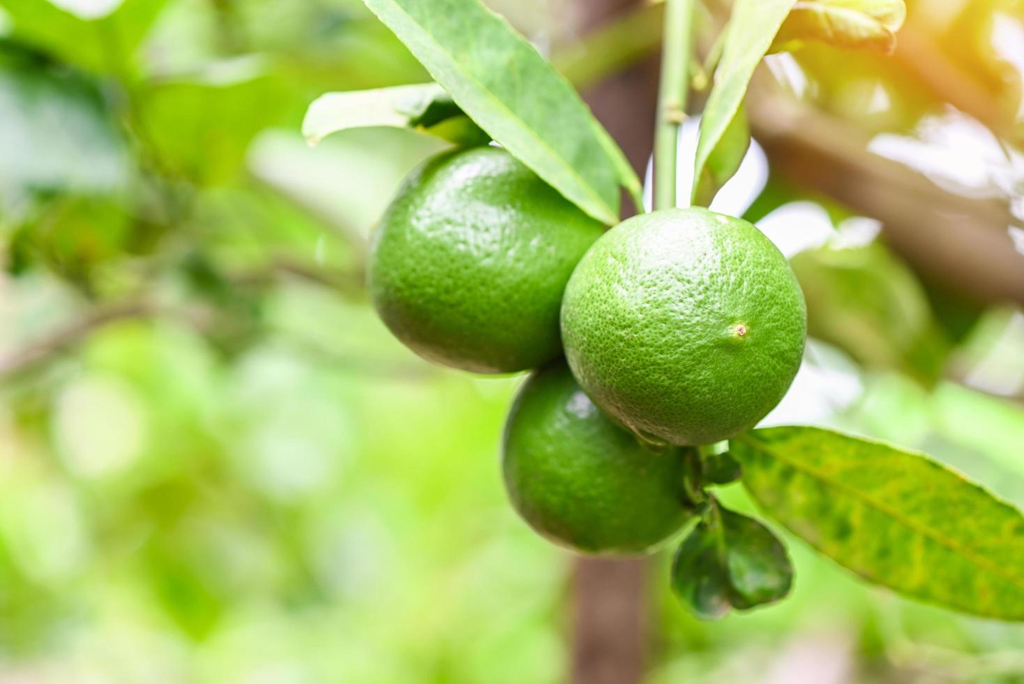 limas verdes em uma árvore, frutas cítricas de limão fresco, alta vitamina c na fazenda de jardim agrícola com fundo verde natureza borrão no verão foto