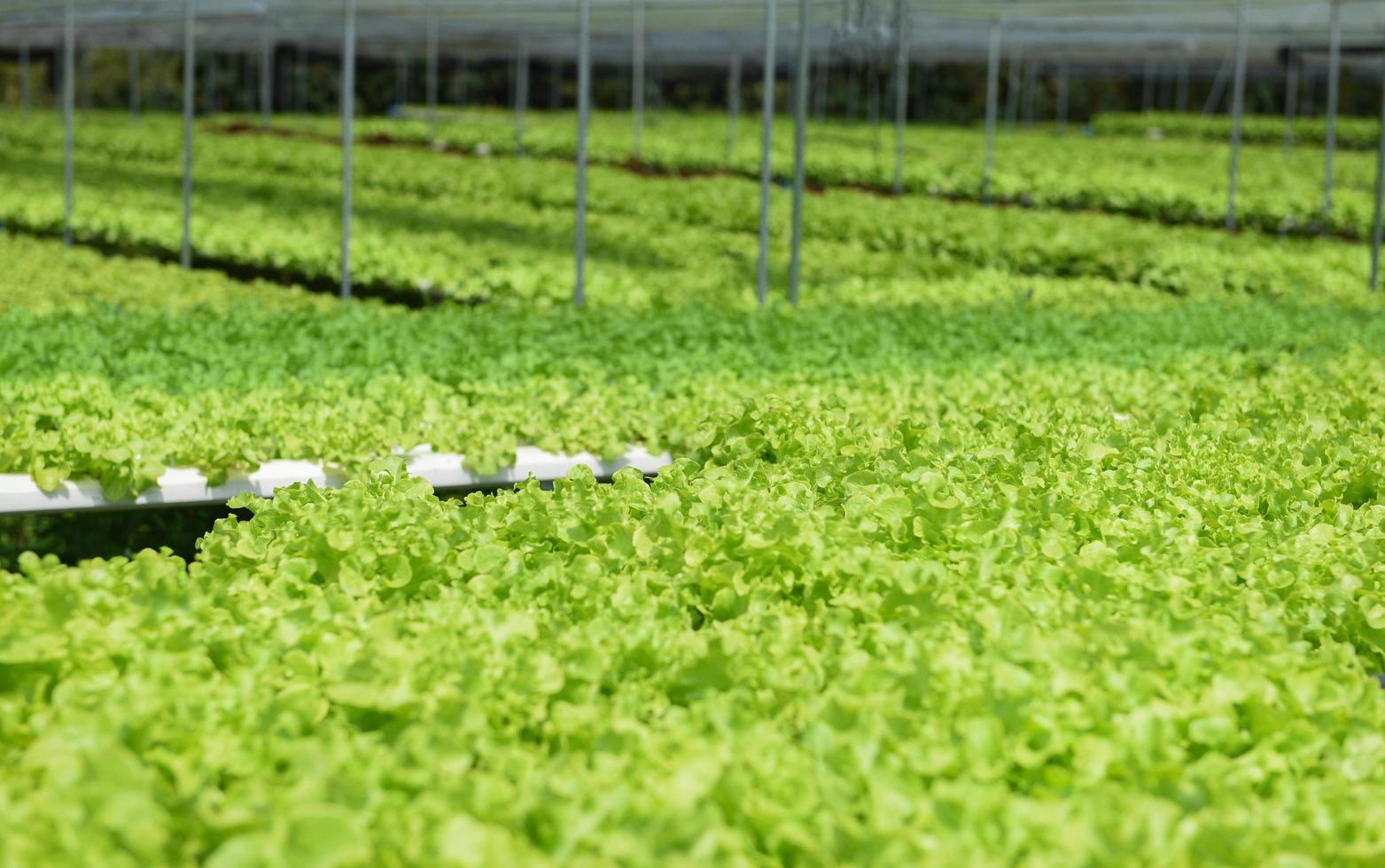 salada de alface de carvalho verde fresca crescendo no jardim - plantas de salada de fazenda hidropônica agricultura no sistema hidropônico de vegetais orgânicos com efeito de estufa foto