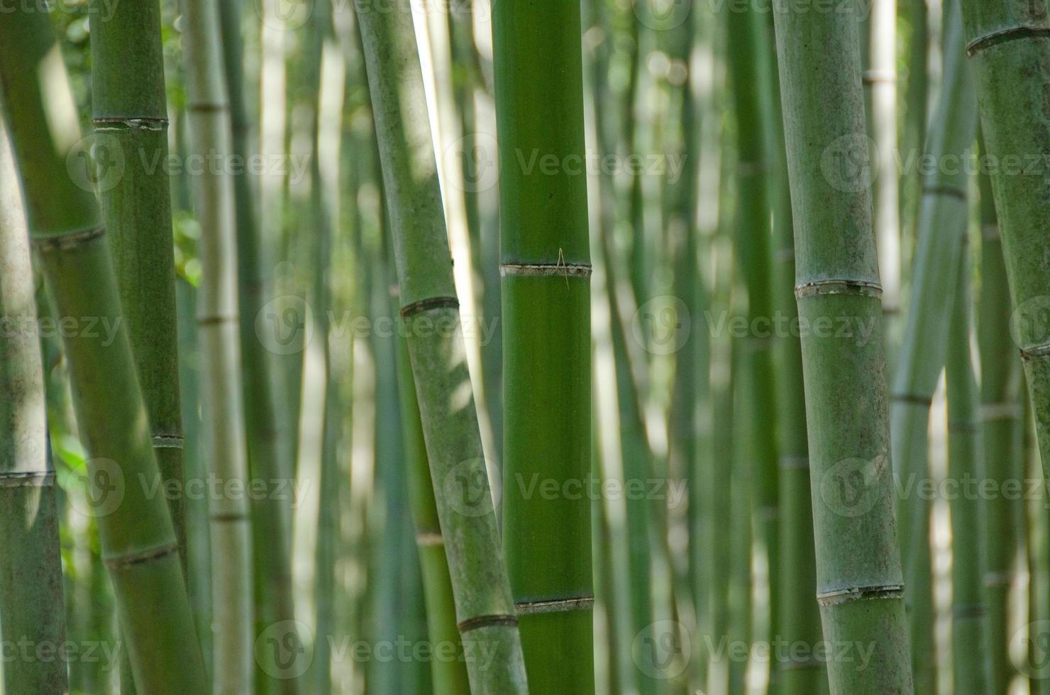 floresta de bambu vista de lado foto