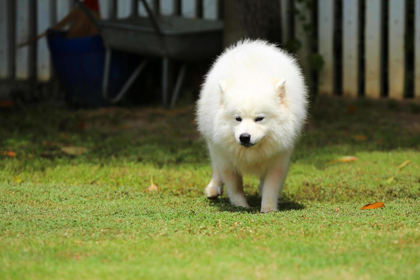 samoieda correndo na grama do parque. cão solto em campo de grama. foto