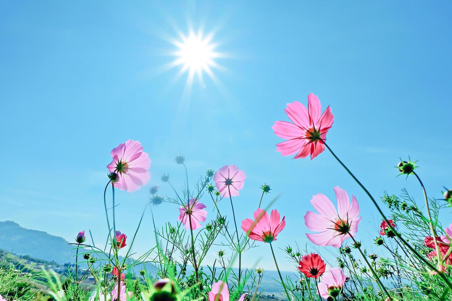 bela flor cosmos com céu azul o fundo ensolarado foto