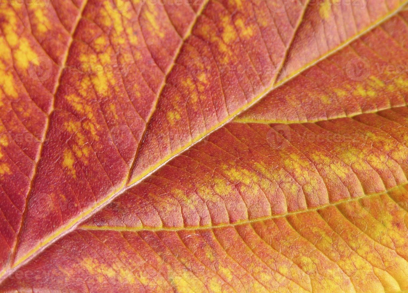 folha de outono close-up foto
