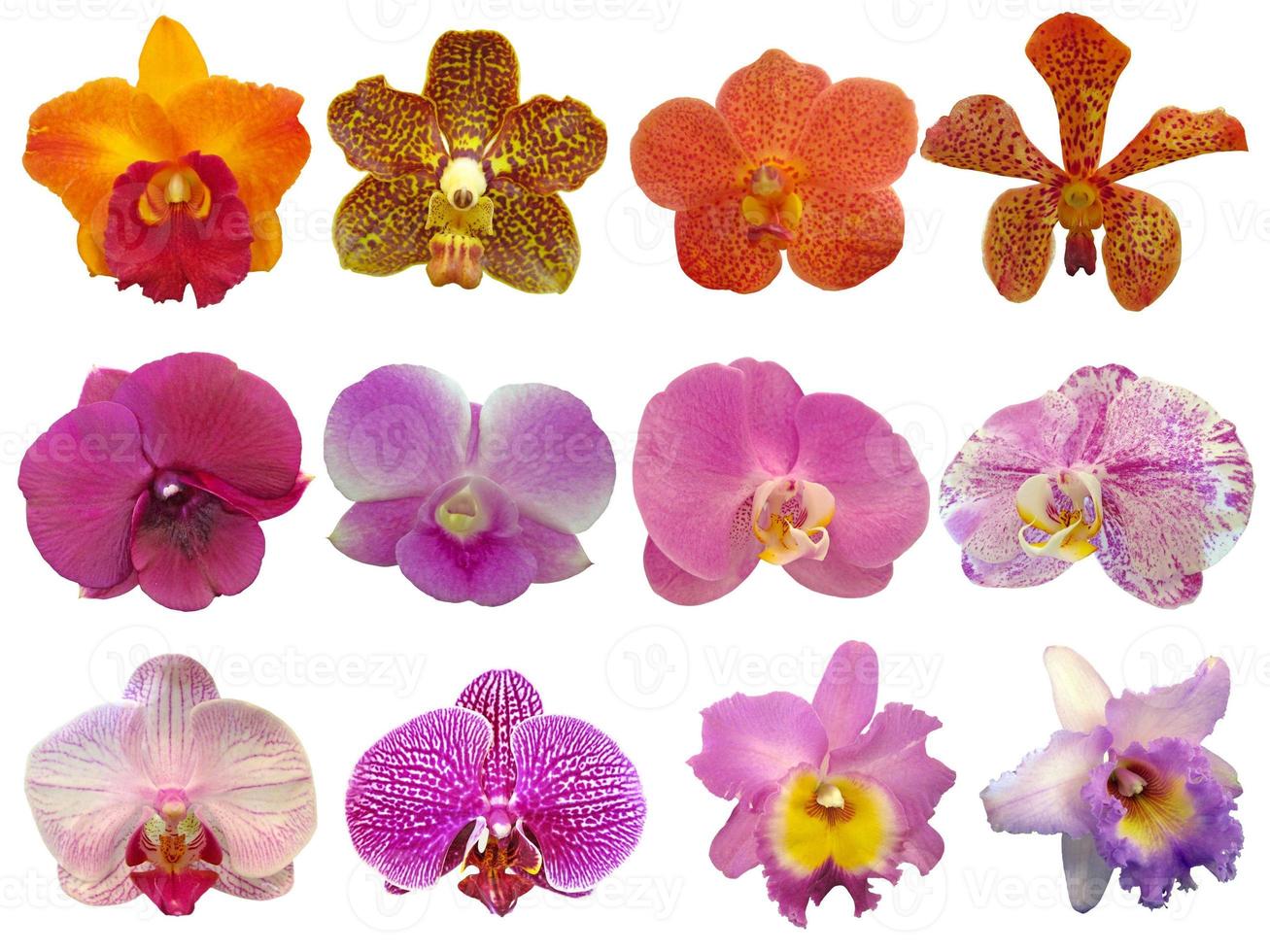 coleção de orquídeas em fundo branco. foto