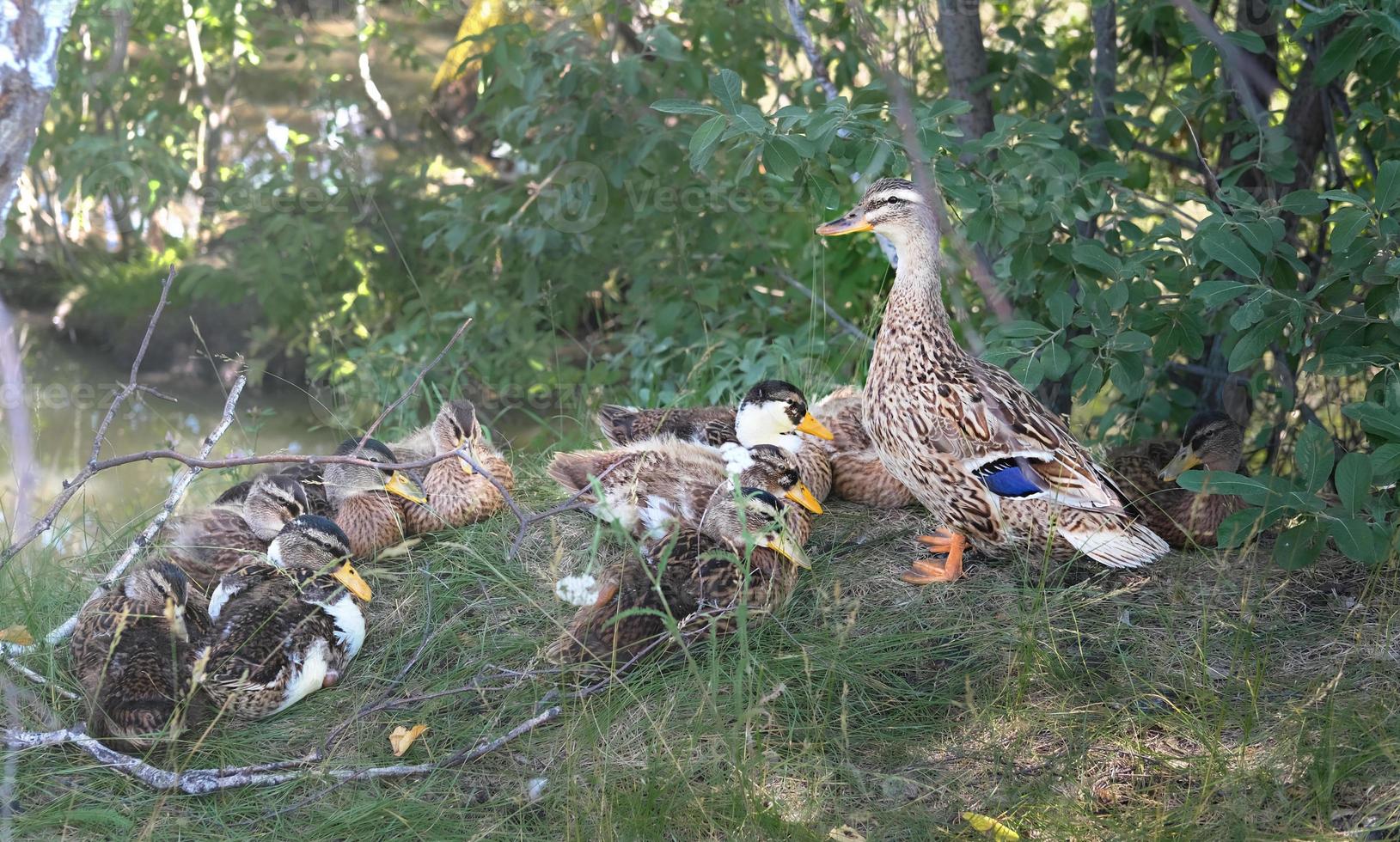 pato-real e patinhos em uma grama. foto