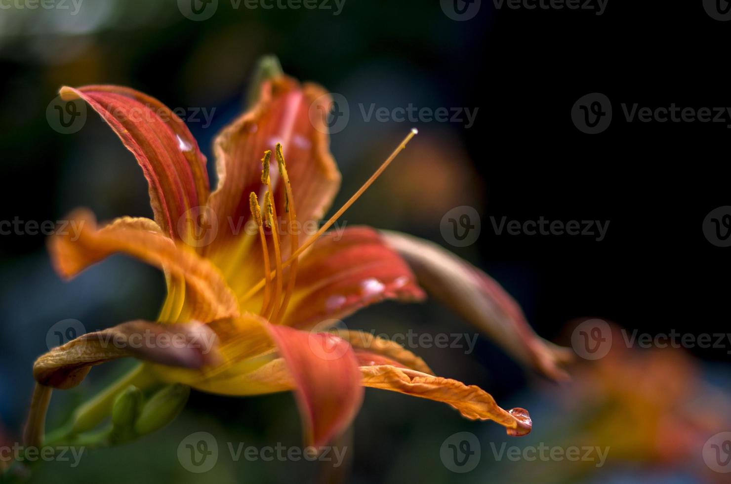 close-up de flor de laranjeira foto