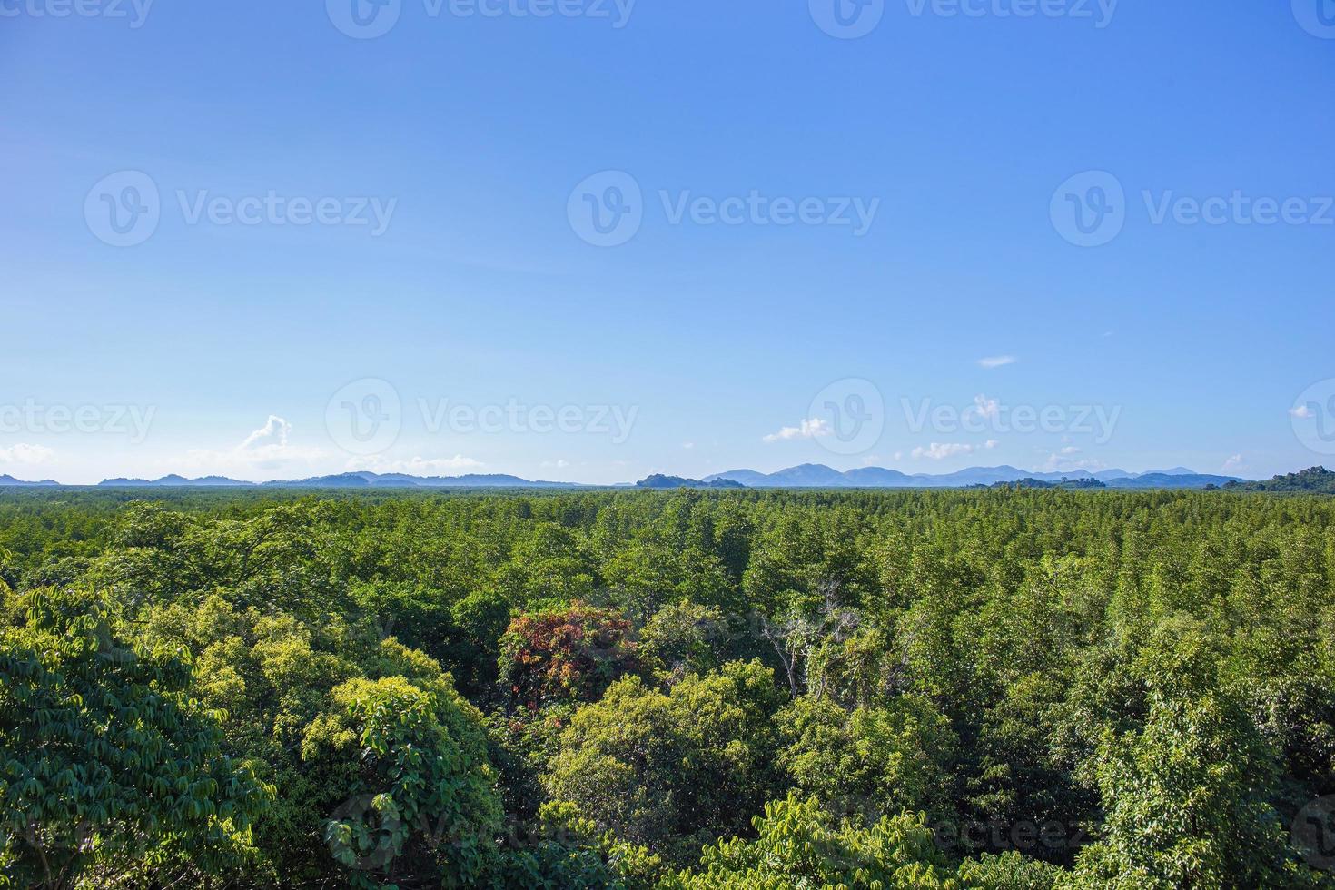 floresta de mangue verde com montanhas e céu azul com nuvens brancas em dia ensolarado de verão como pano de fundo natural foto