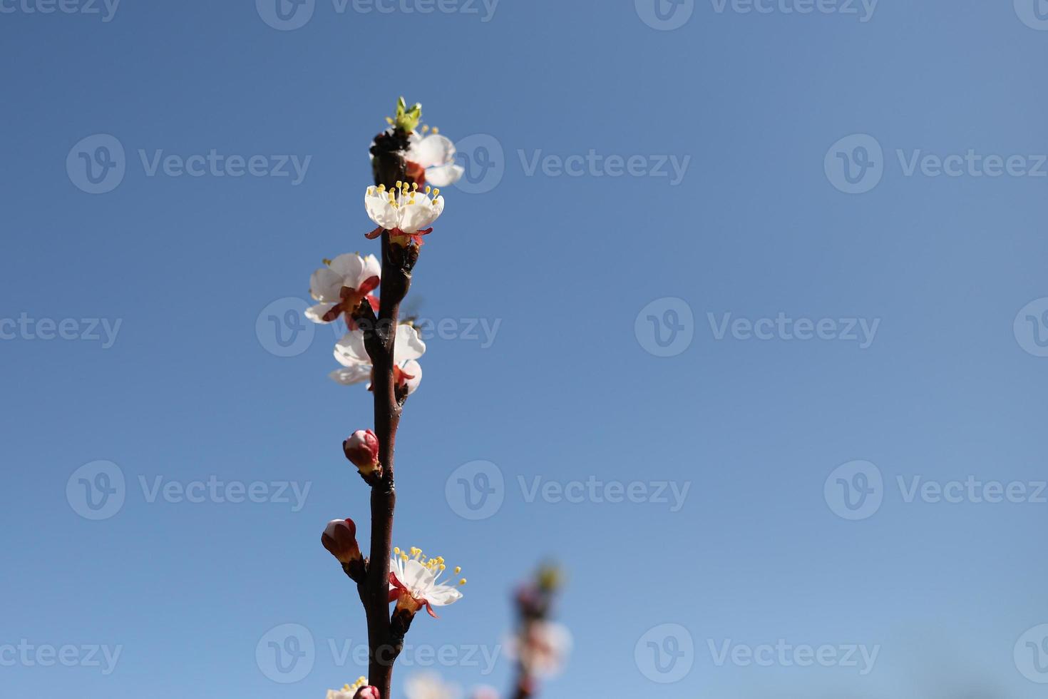 ramo de flores de cerejeira branca foto