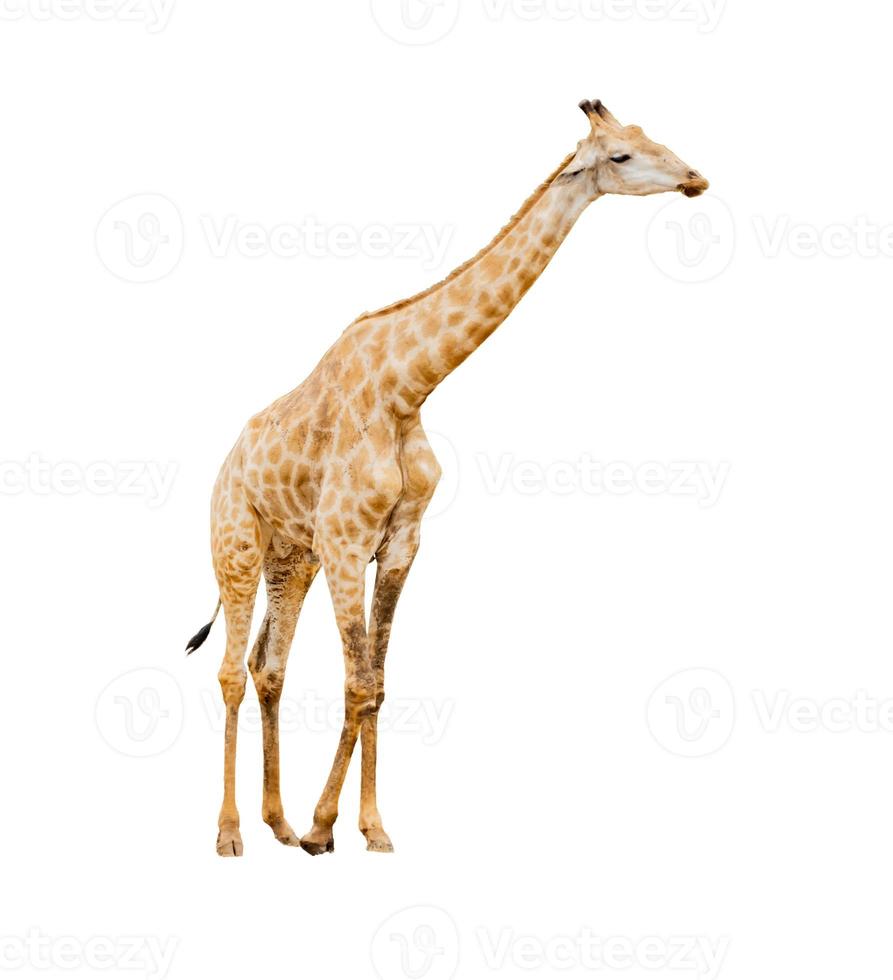 girafa isolada no fundo branco com traçado de recorte foto