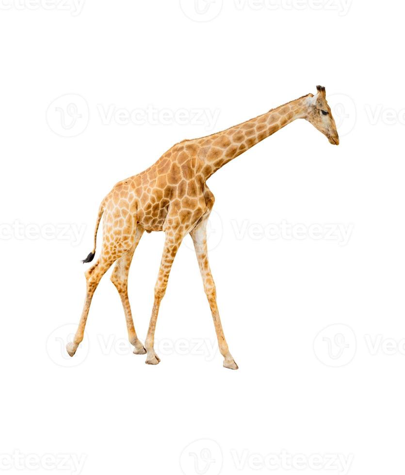 girafa isolada no fundo branco com traçado de recorte foto