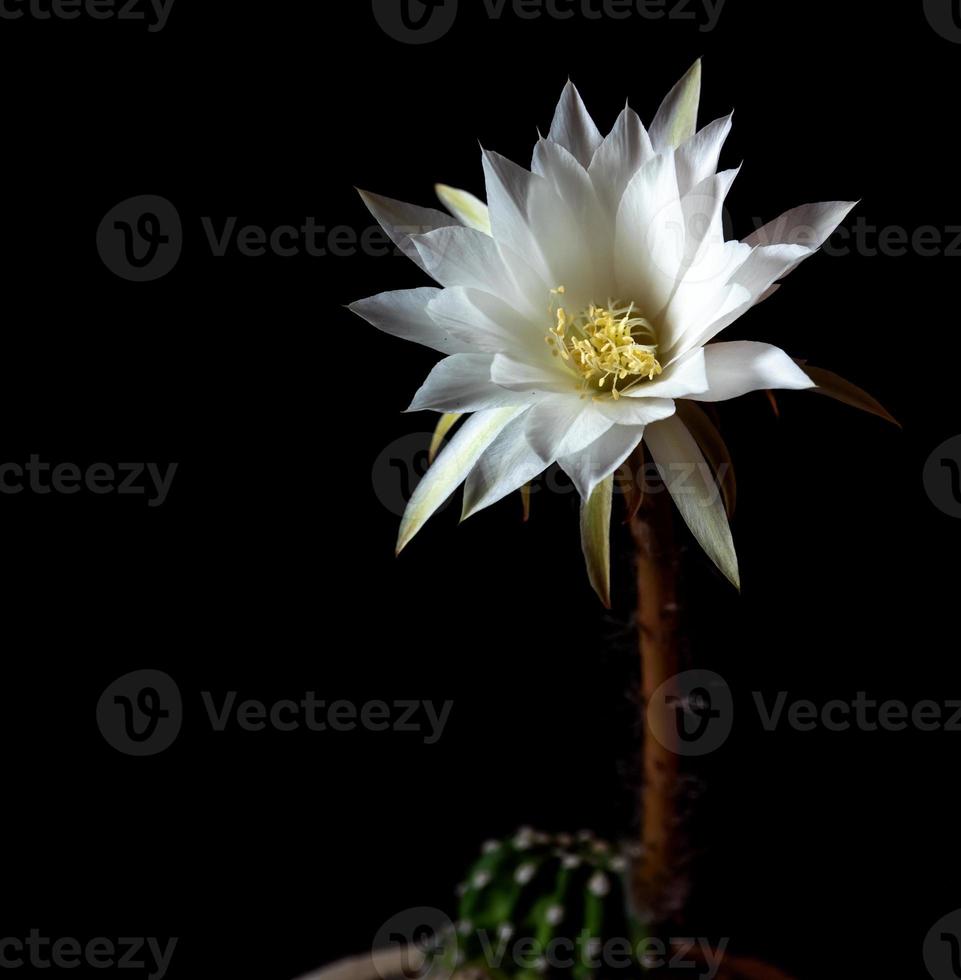 cor branca com fofinho peludo de flor de cacto em fundo preto foto