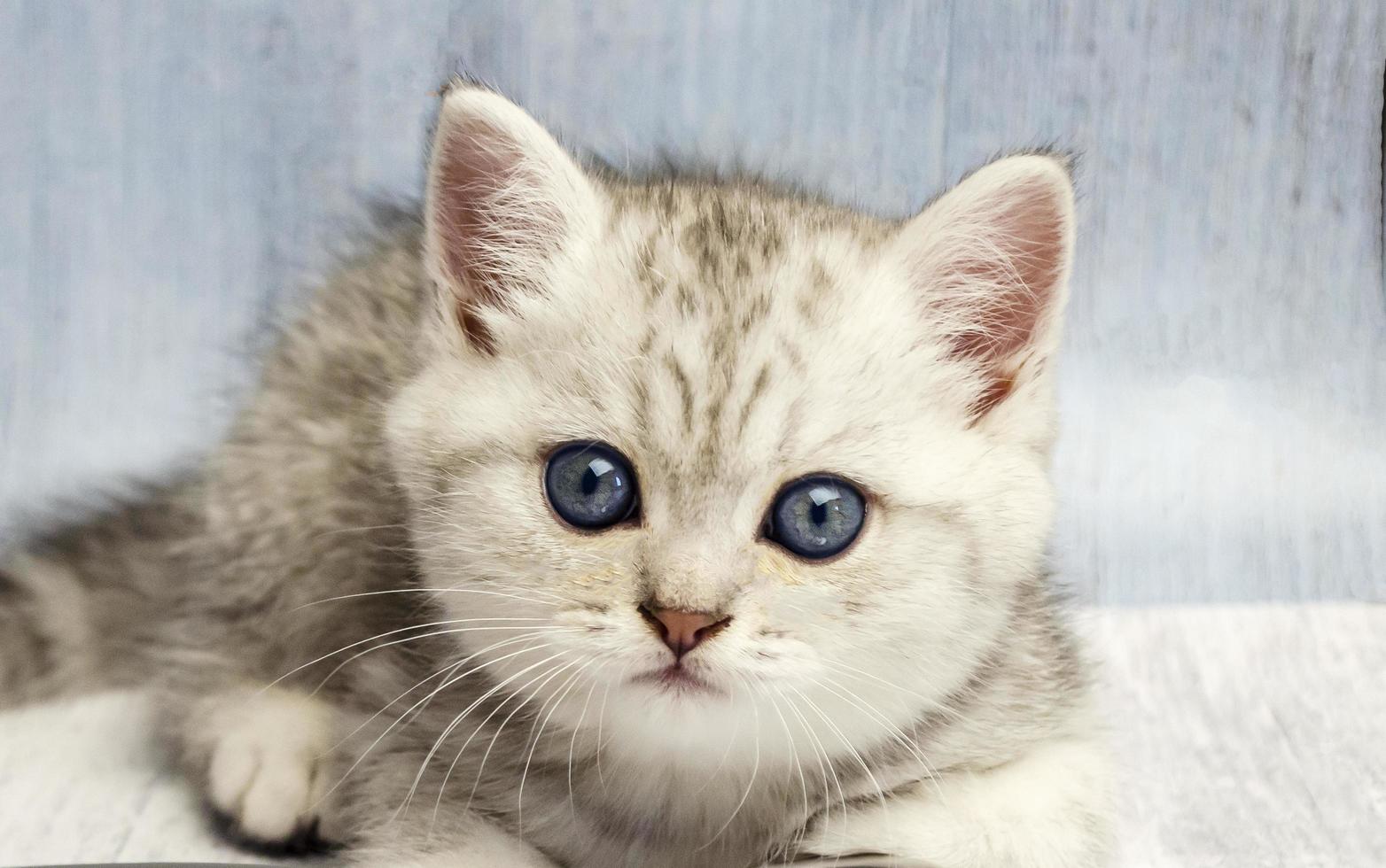 close-up de gato britânico na clínica veterinária foto