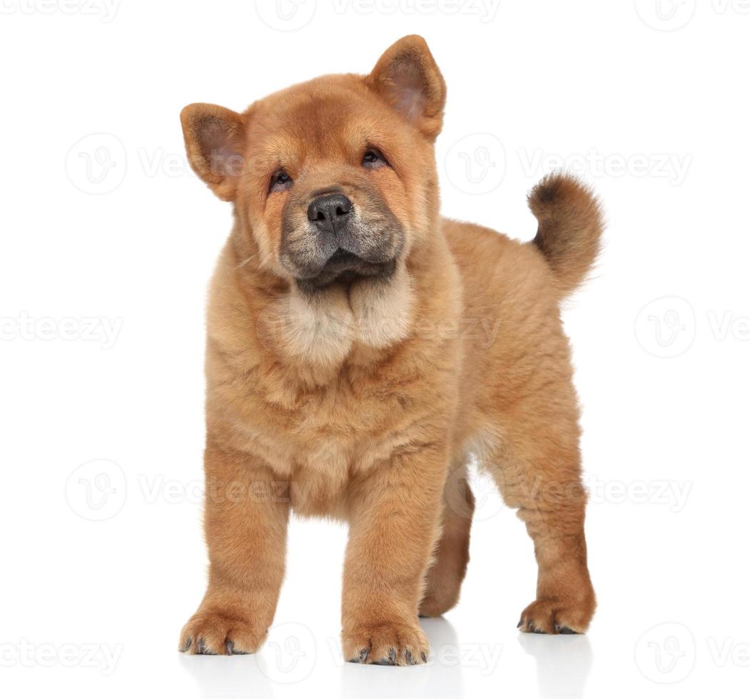 retrato de cachorro chow-chow foto
