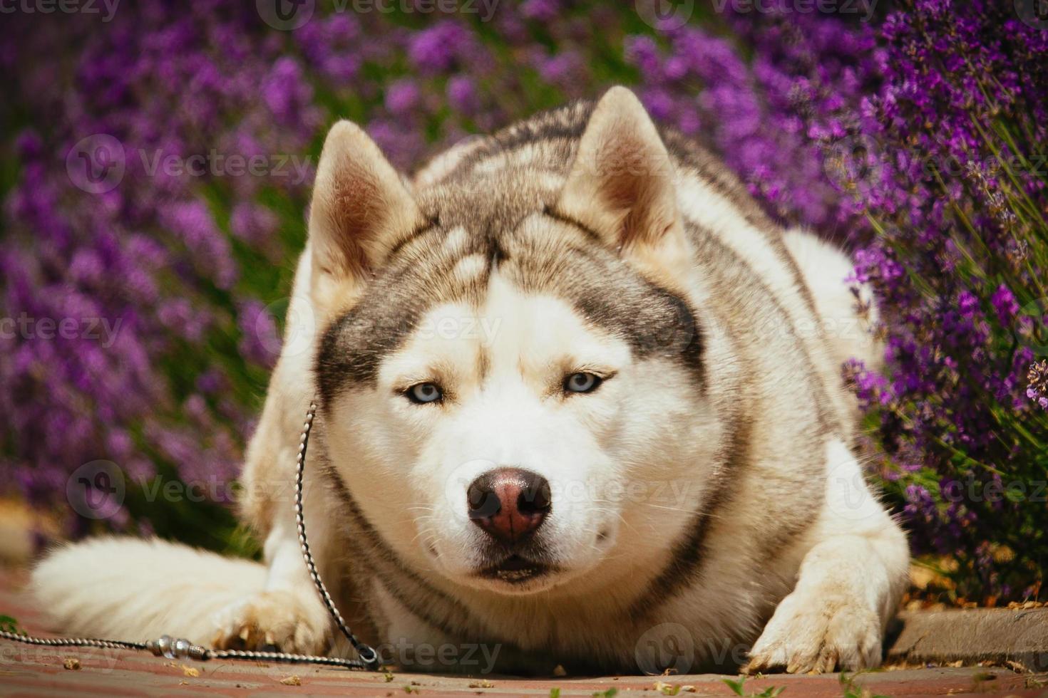 retrato de um husky siberiano. foto