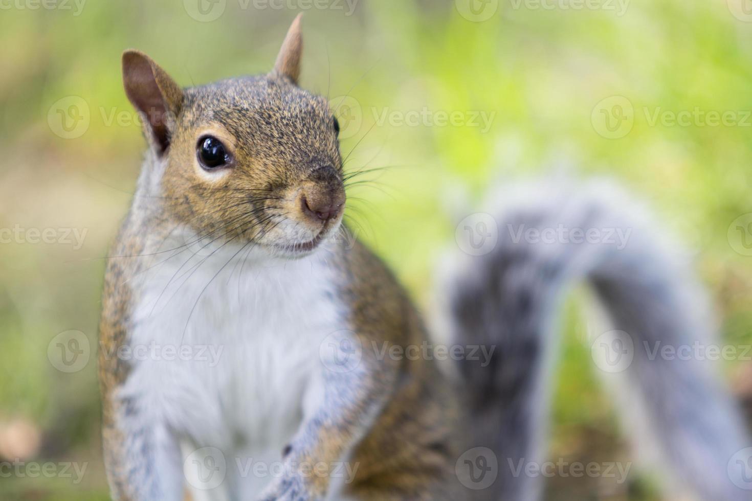 retrato de um esquilo na grama foto