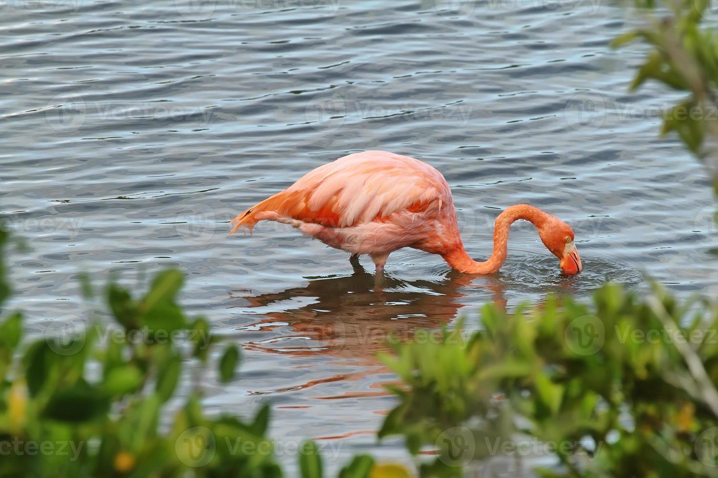 flamingo rosa maior nas Ilhas Galápagos foto