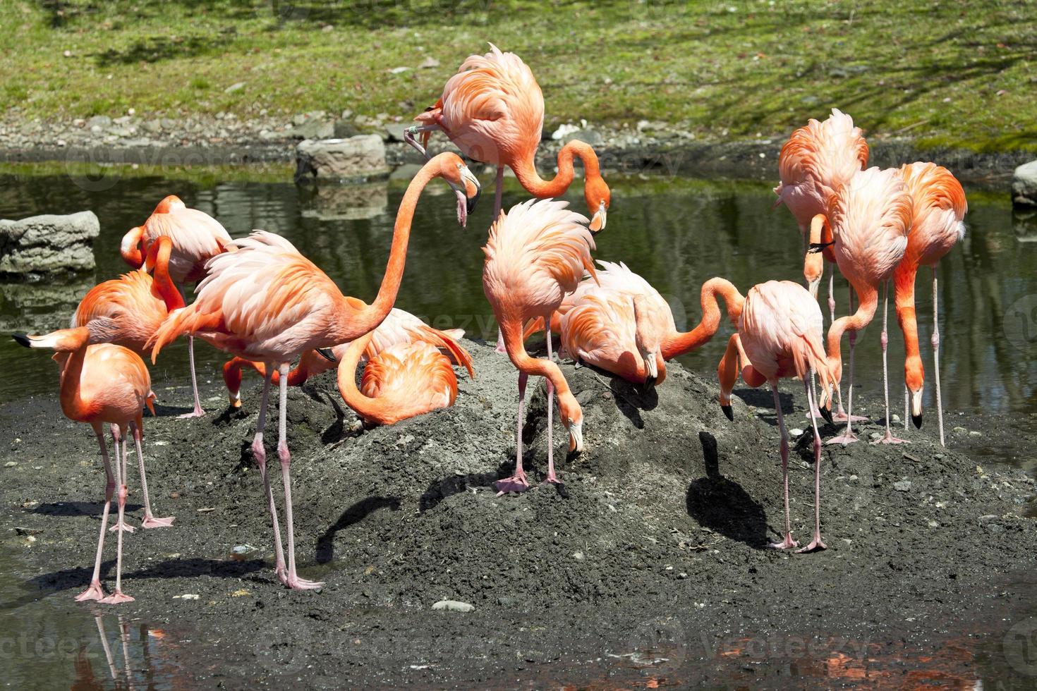 flamingo do caribe foto