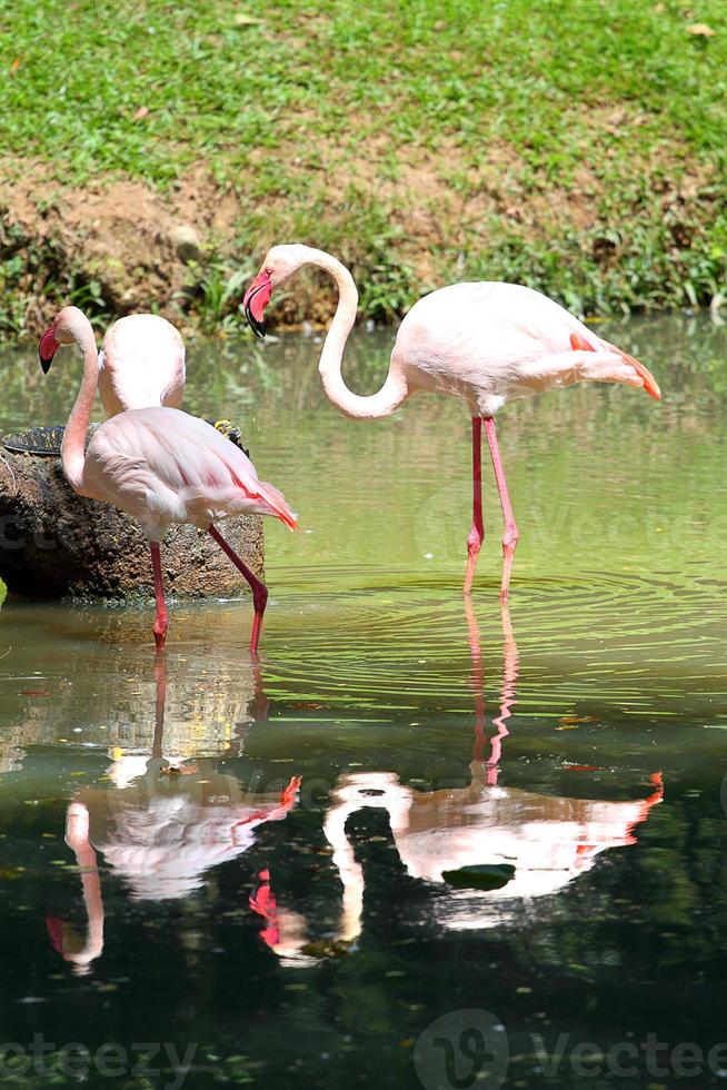 flamingo foto