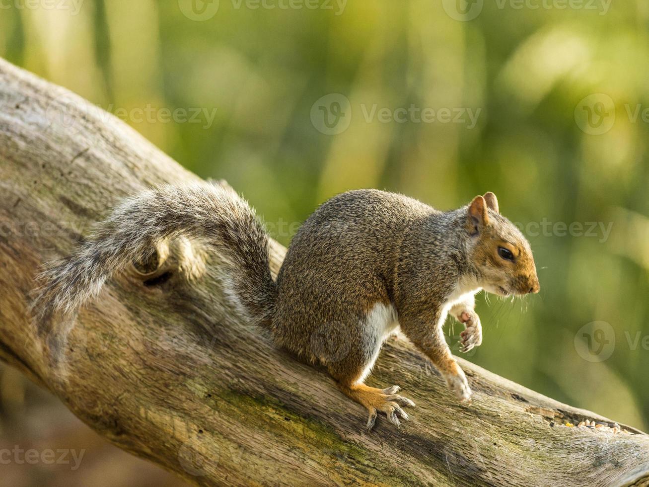 esquilo cinzento (sciurus carolinensis) foto