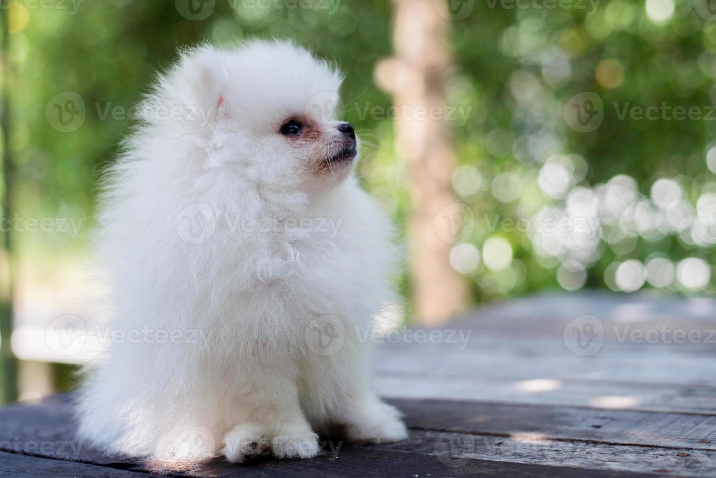 pequeno cão pomeranian branco foto